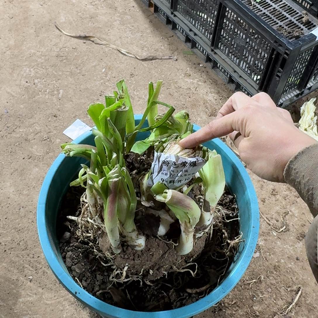 粉色荣耀9+群开坨坨