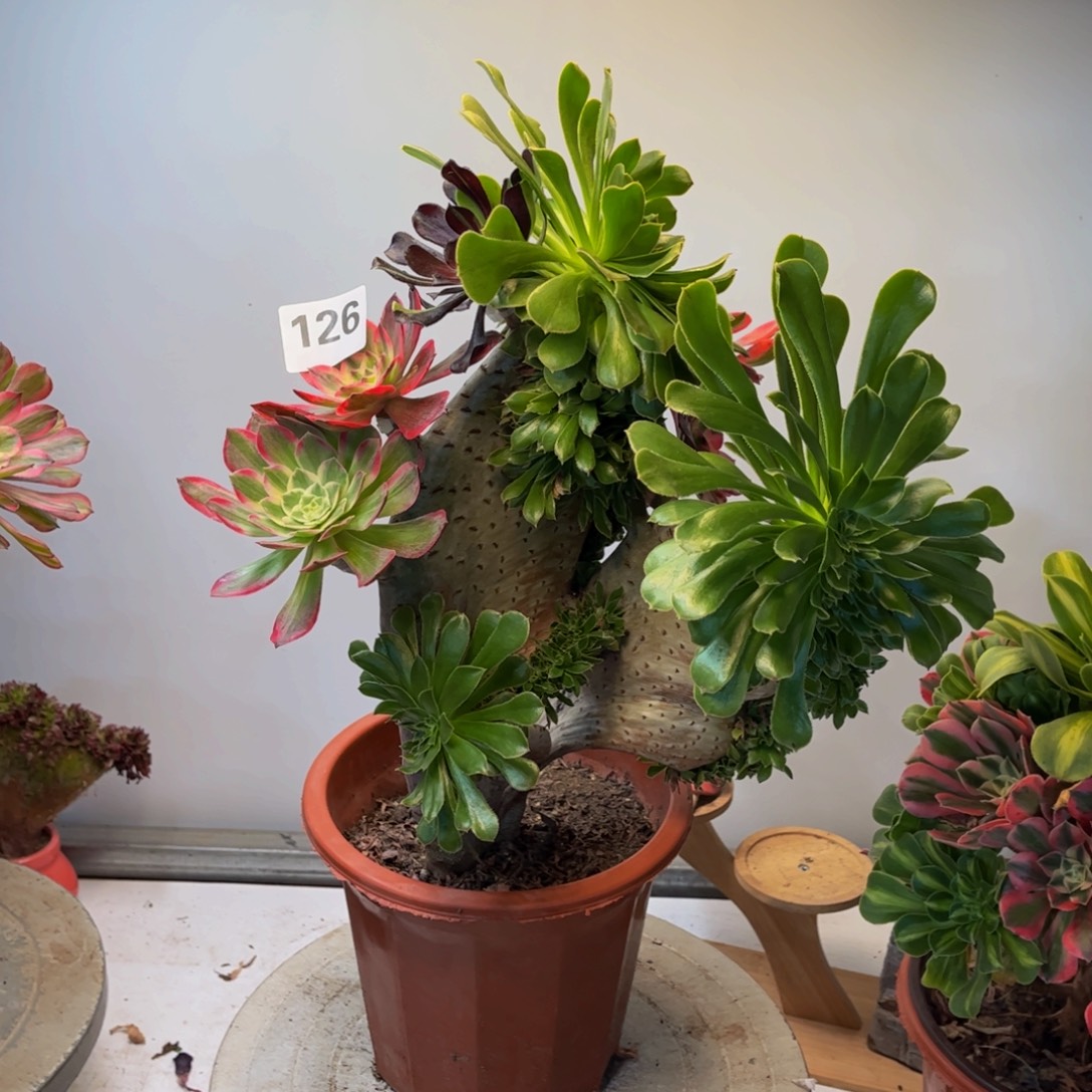 多肉植物嫁接缀化126