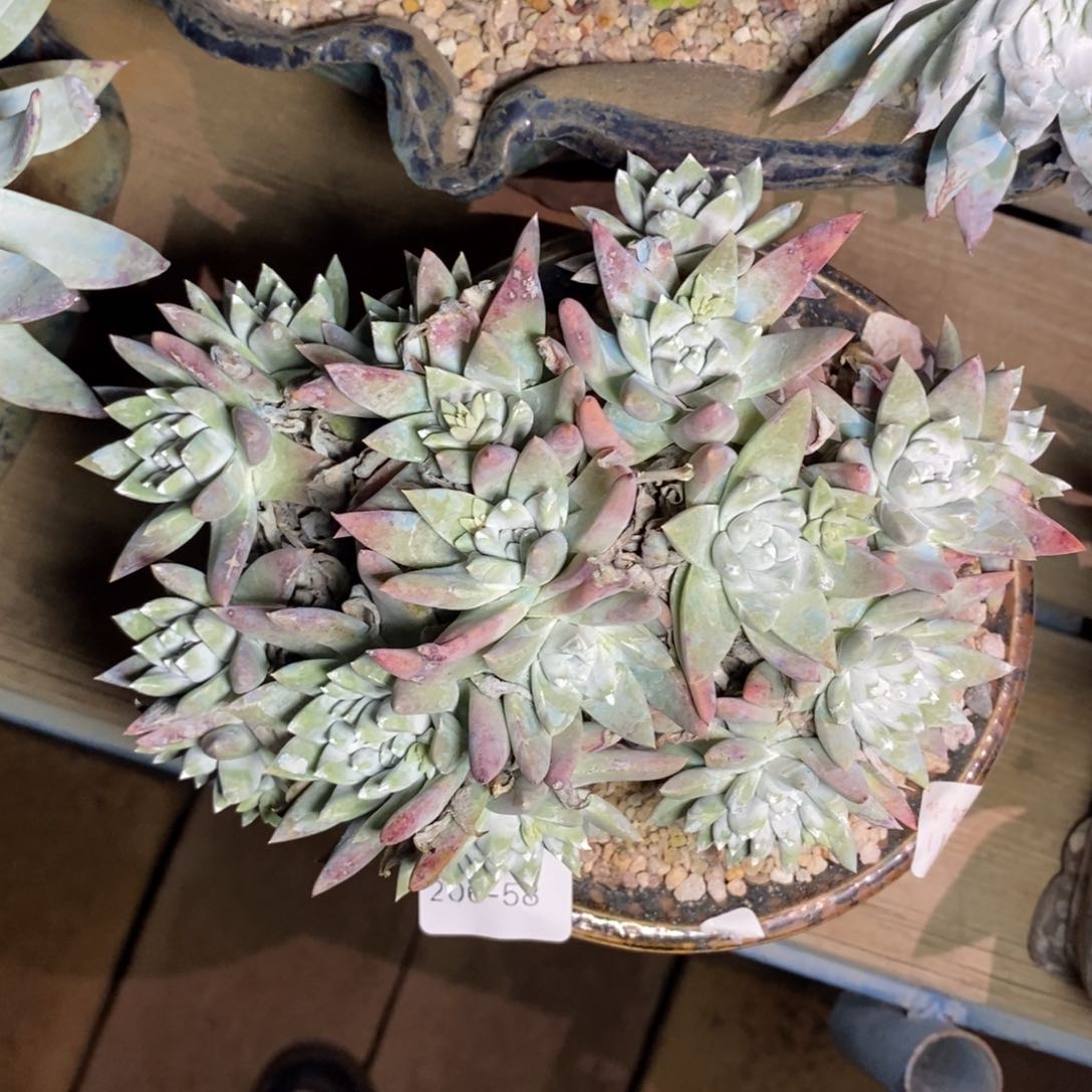 58号白姆福利啦啦啦