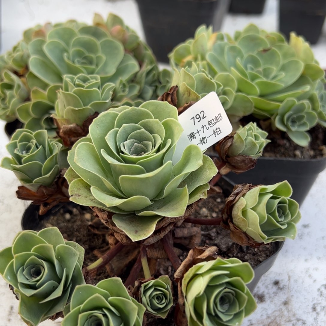 山地玫瑰基地带盆土792