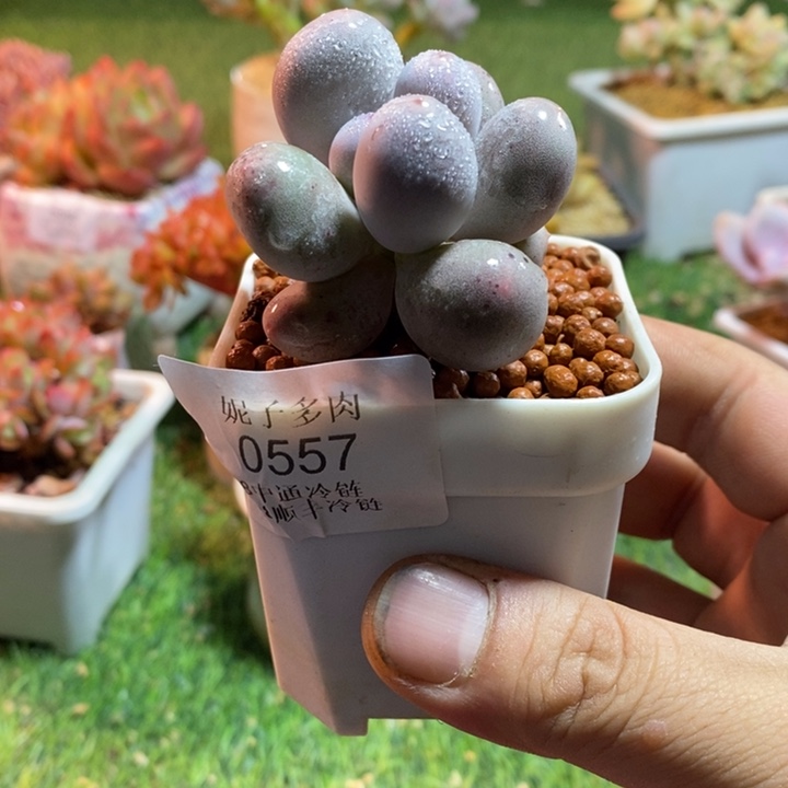 0557啊啊啊啊啊啊啊啊