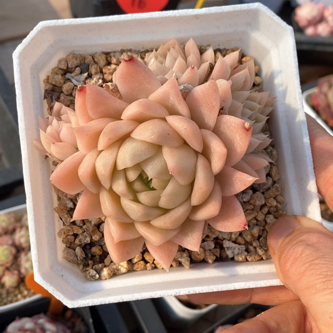 精品多肉一物柏不包整741