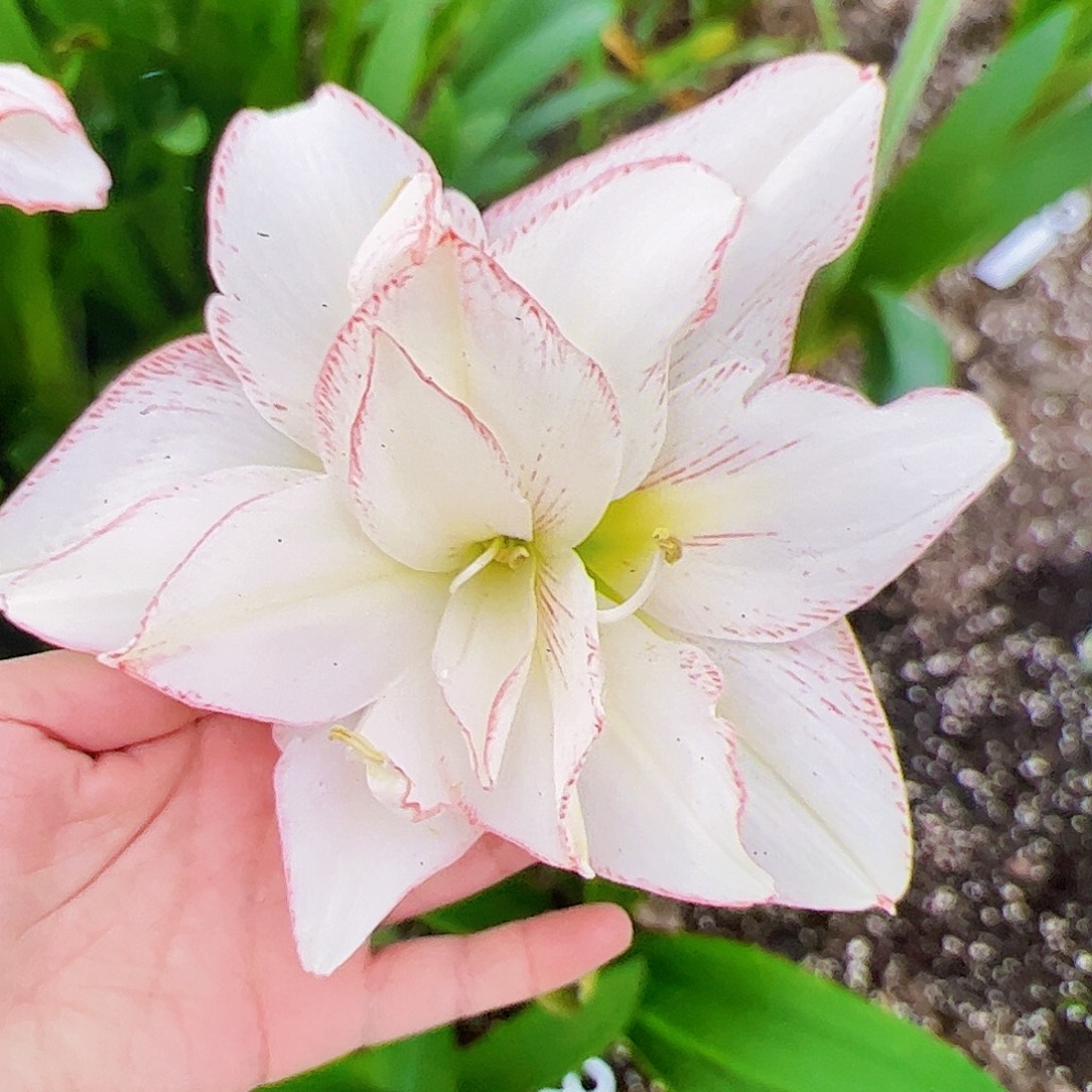 朱顶红大花A3 2号