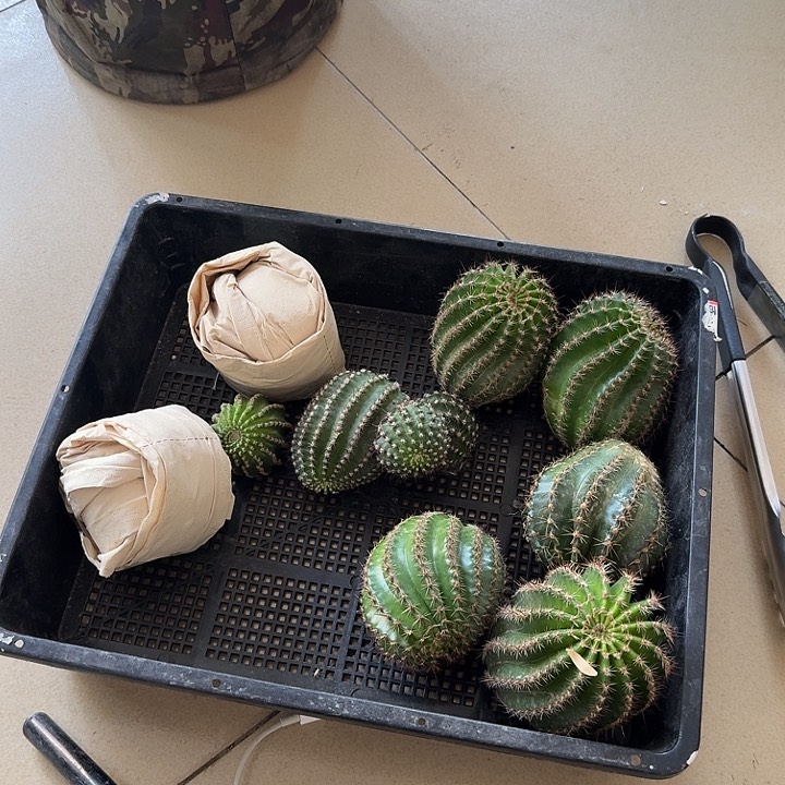 20一箱发七个不标名字