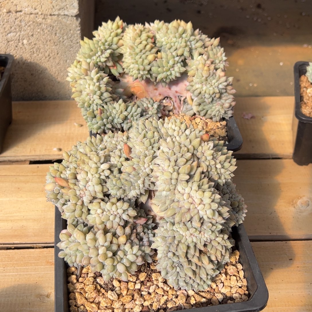 *****所罗门缀化  雄鹰发货 