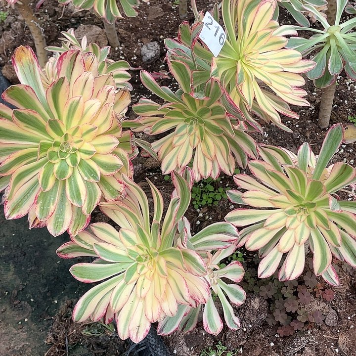 多肉法师法师多肉216