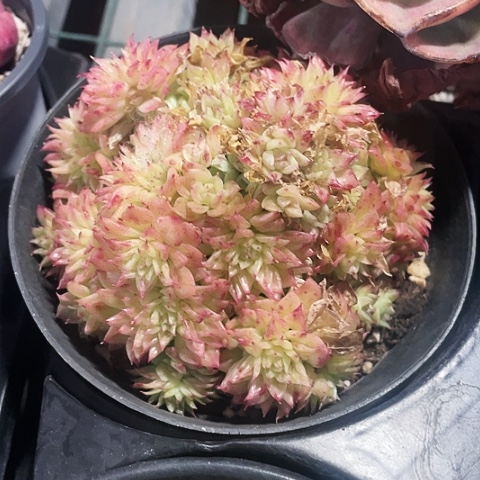 圣诞树麦秆20一盆8888888