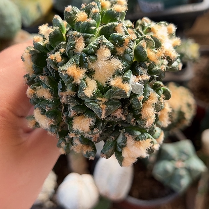 苗接龟甲牡丹仙人球 563号