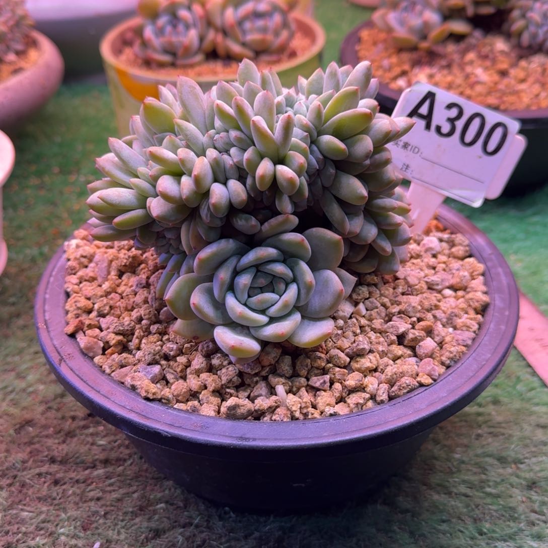 星影缀化无砍多肉