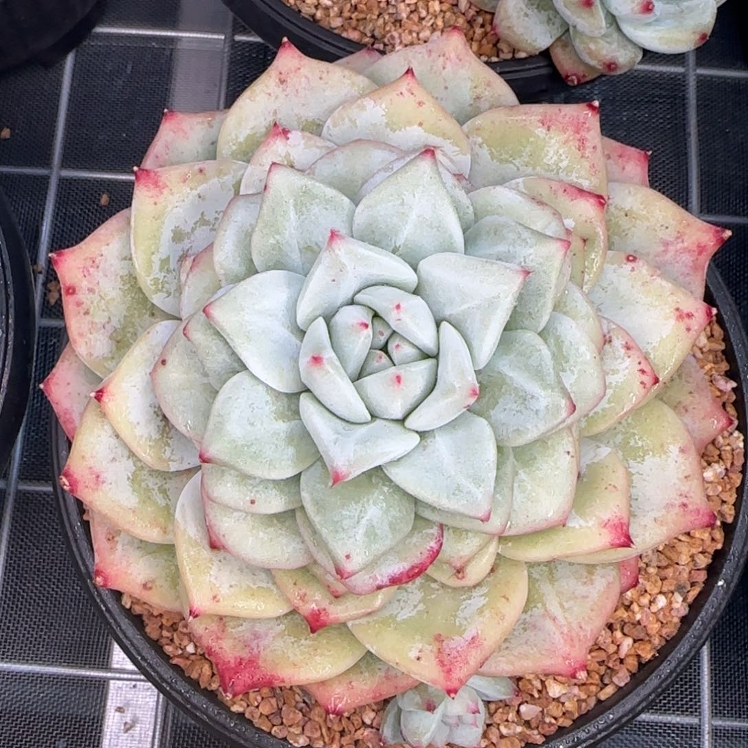 从前慢花园精选多肉祖母绿