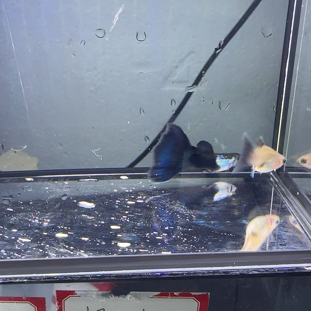 孔雀鱼艾尔银蓝尾一对