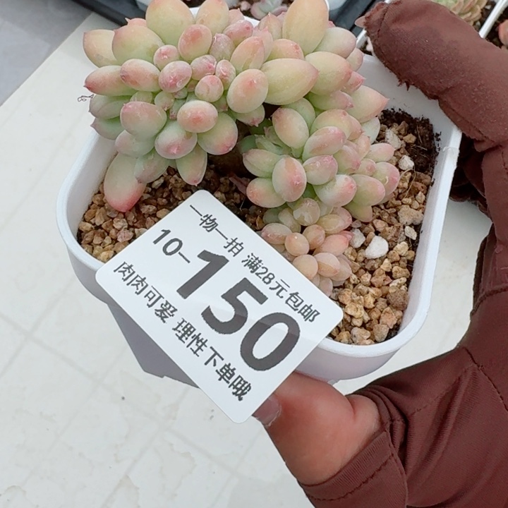 三日月美人缀化多肉无盆土发货多