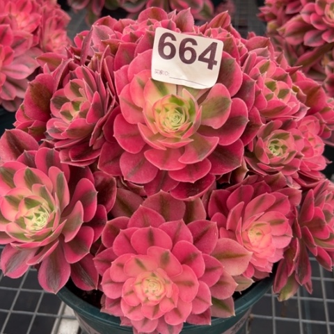 664女巫20厘米左右