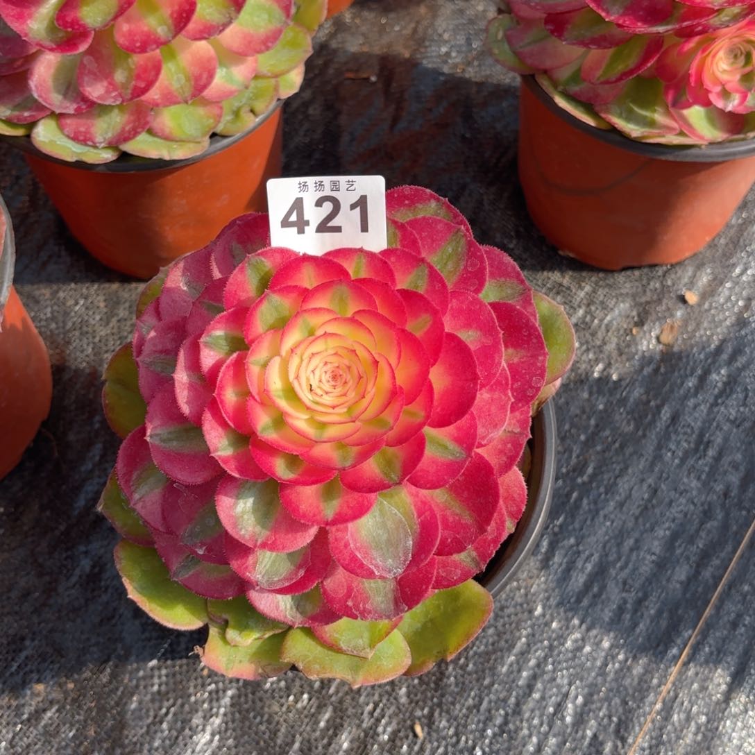 虔***123  421多肉法师