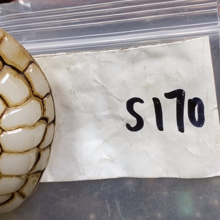 常***青金属德宝文玩专属链接