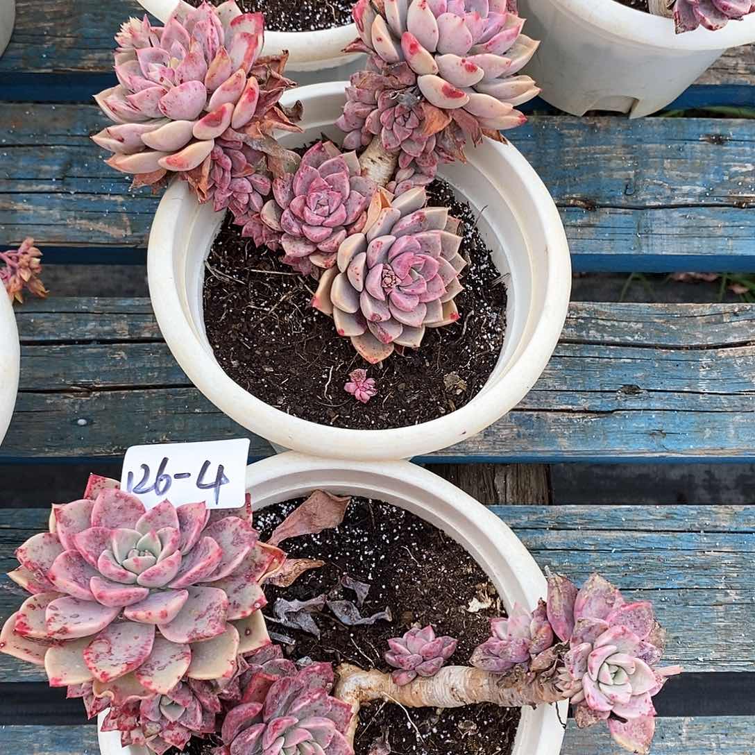 红粉佳人2颗126-4-5