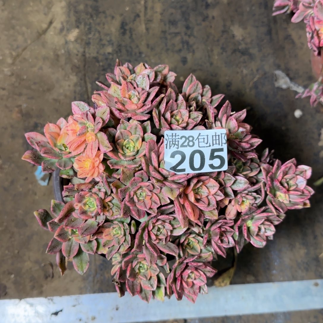 甜茶多肉205满28包邮断枝不包