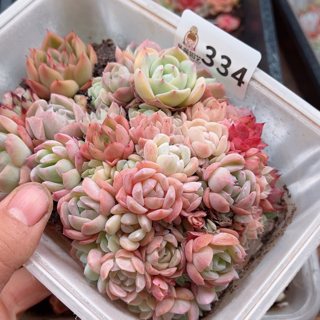 多肉植物多肉植物