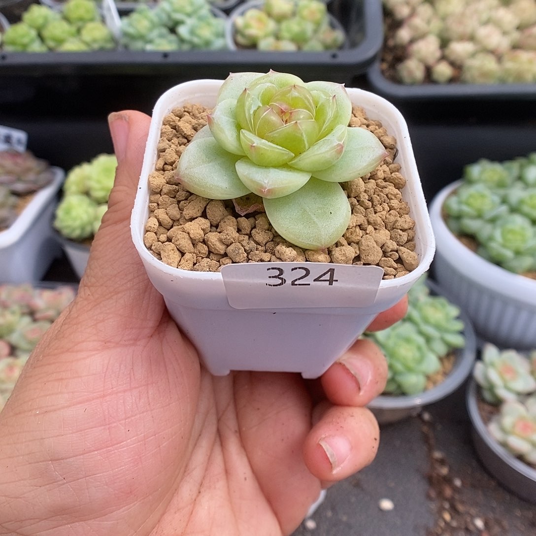 一物一拍一物一拍911-324