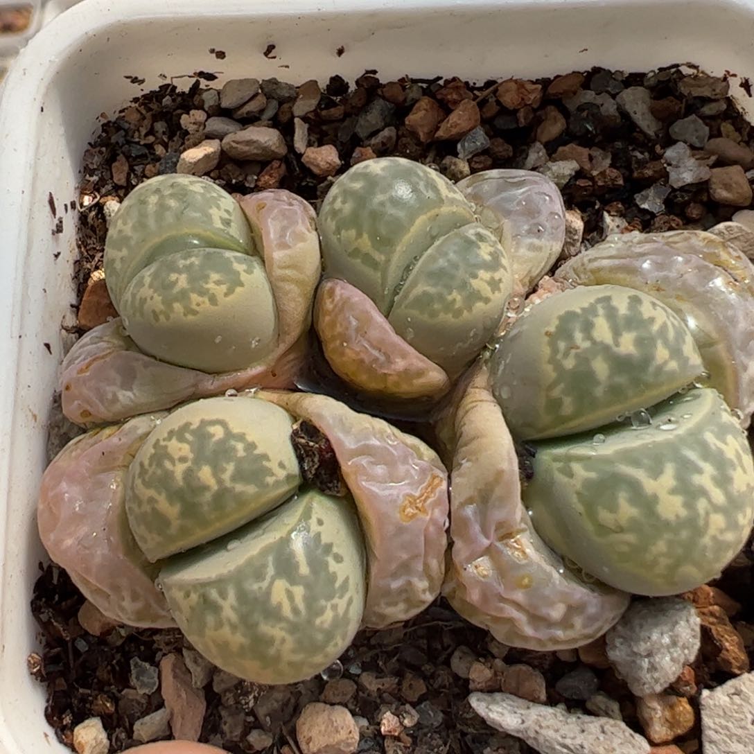 640多肉植物百科青瓷