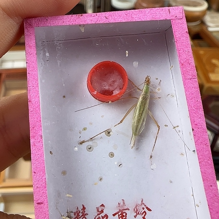 玄***武鸣虫虫具一个包邮