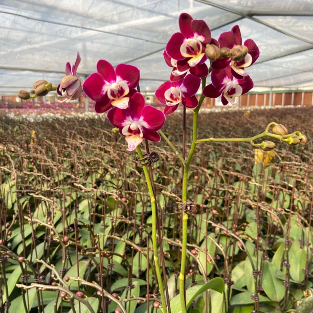 【黑魔术】蝴蝶兰高端造景带花带花剑花室内花卉年宵花