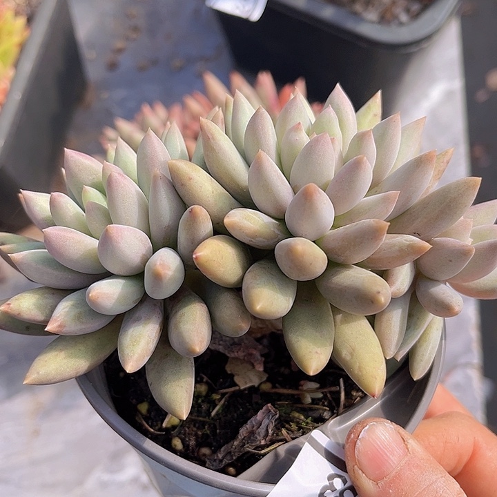 黄体水晶球2533多肉植物