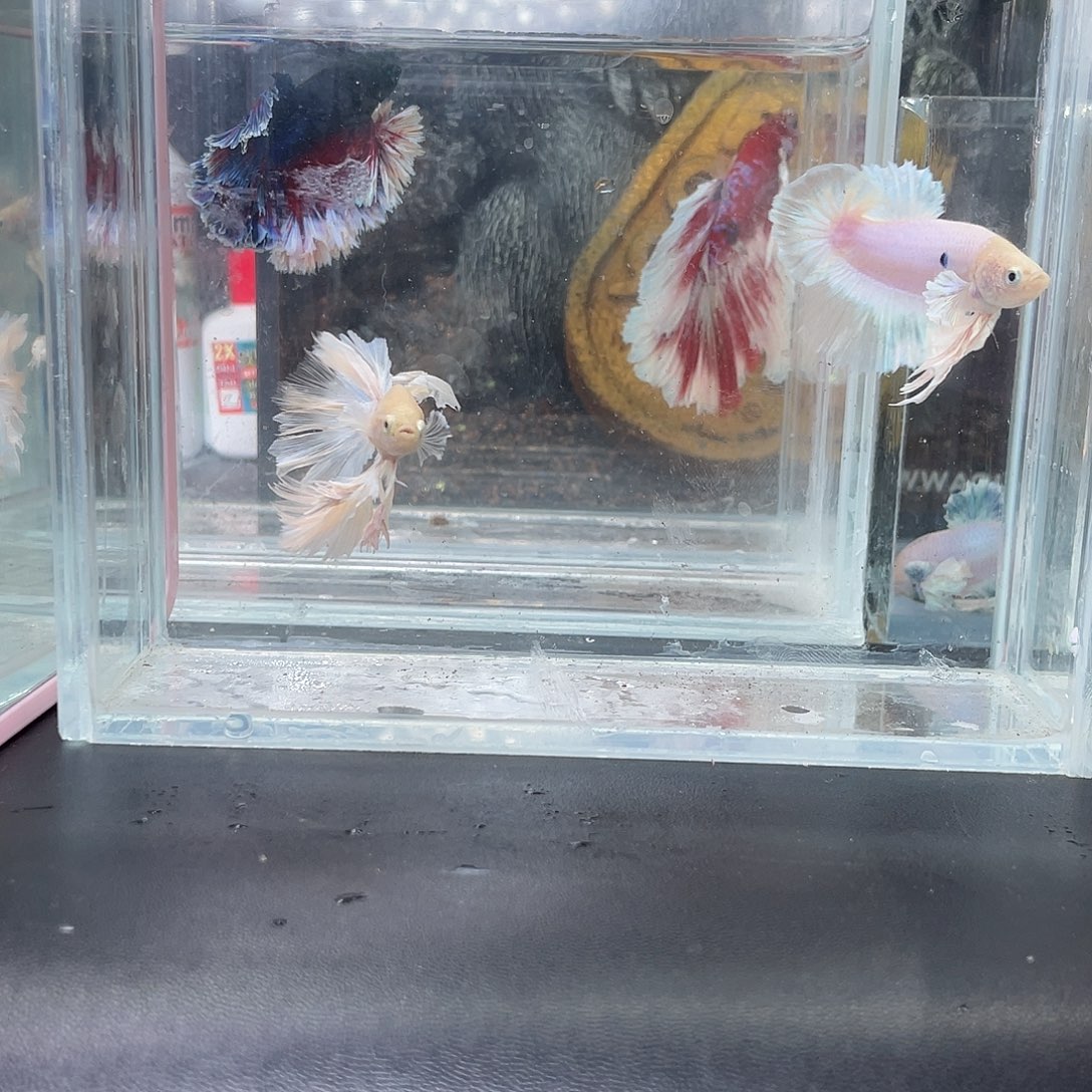 斗鱼11号1220早绣球两只