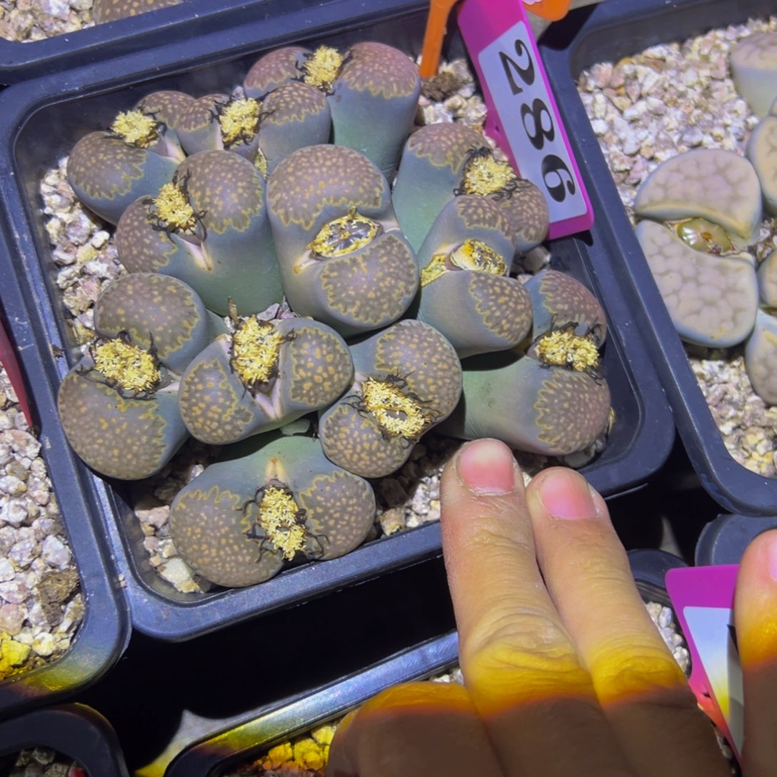 268 生石花一物一拍