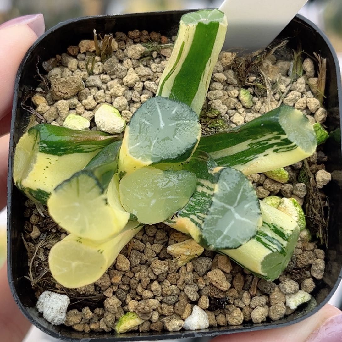 27玉龙万象锦福利专场