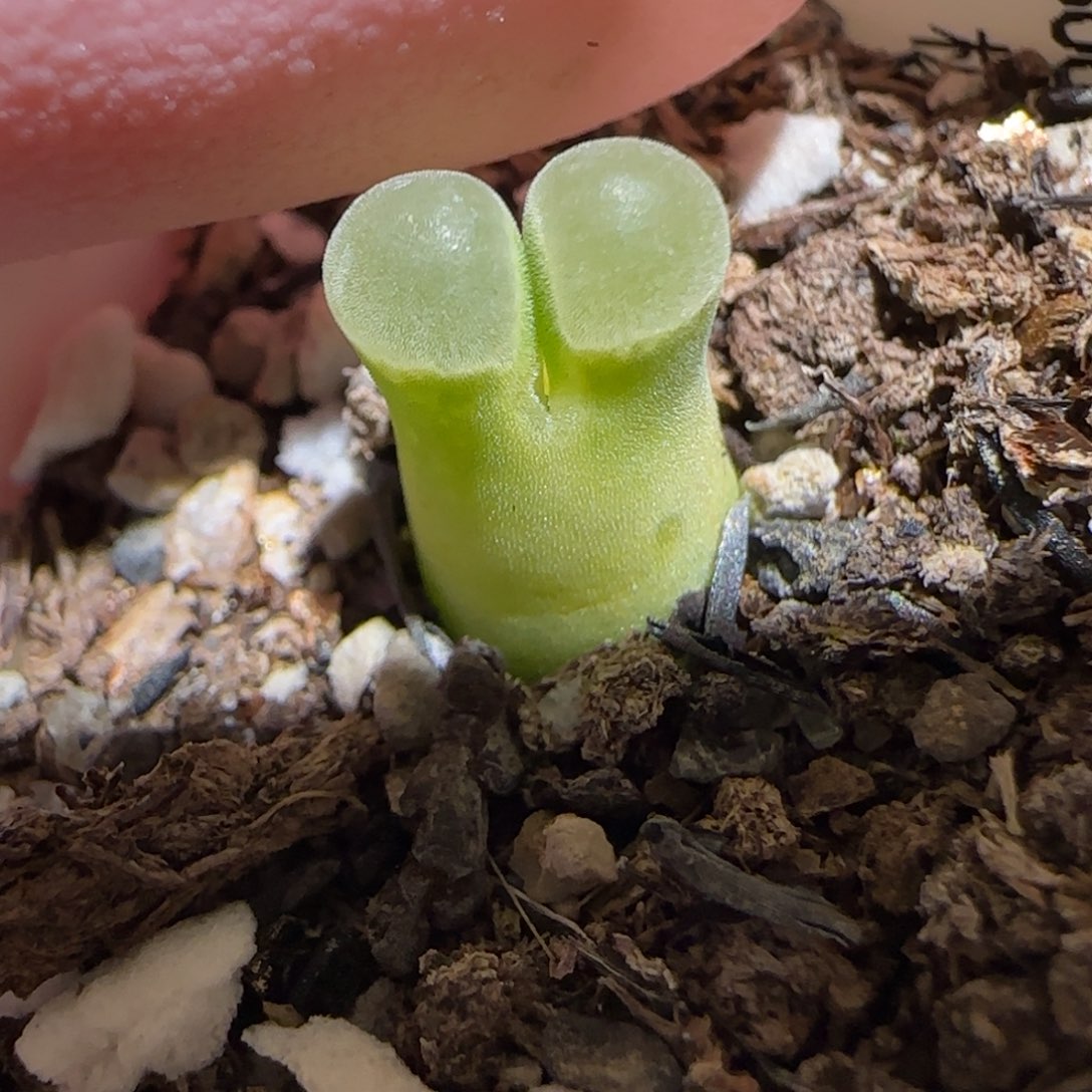 肉锥多肉植物百科-极窗585
