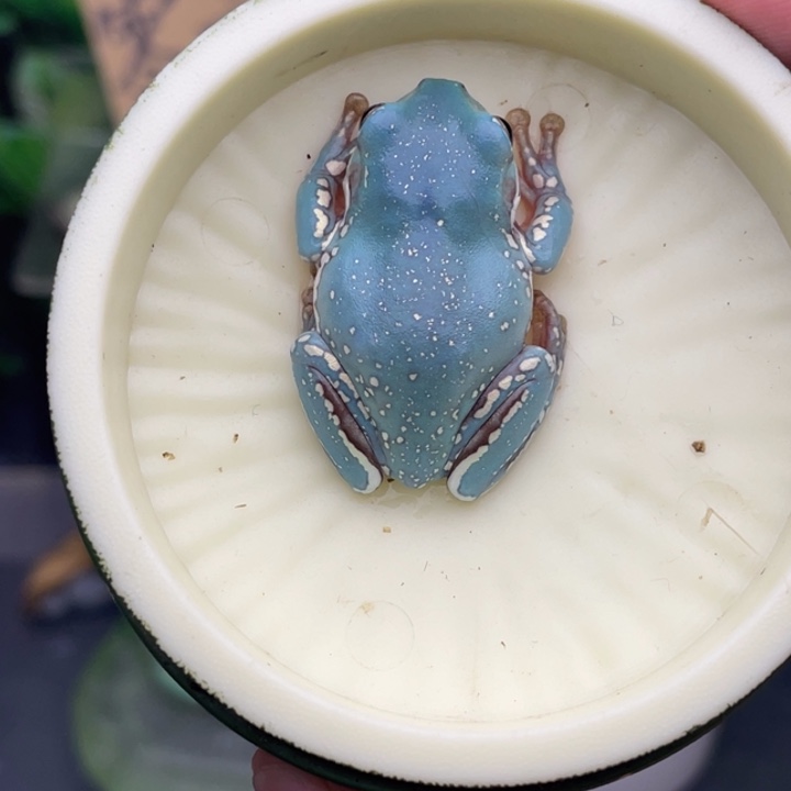 老爷树蛙12号薄荷蓝