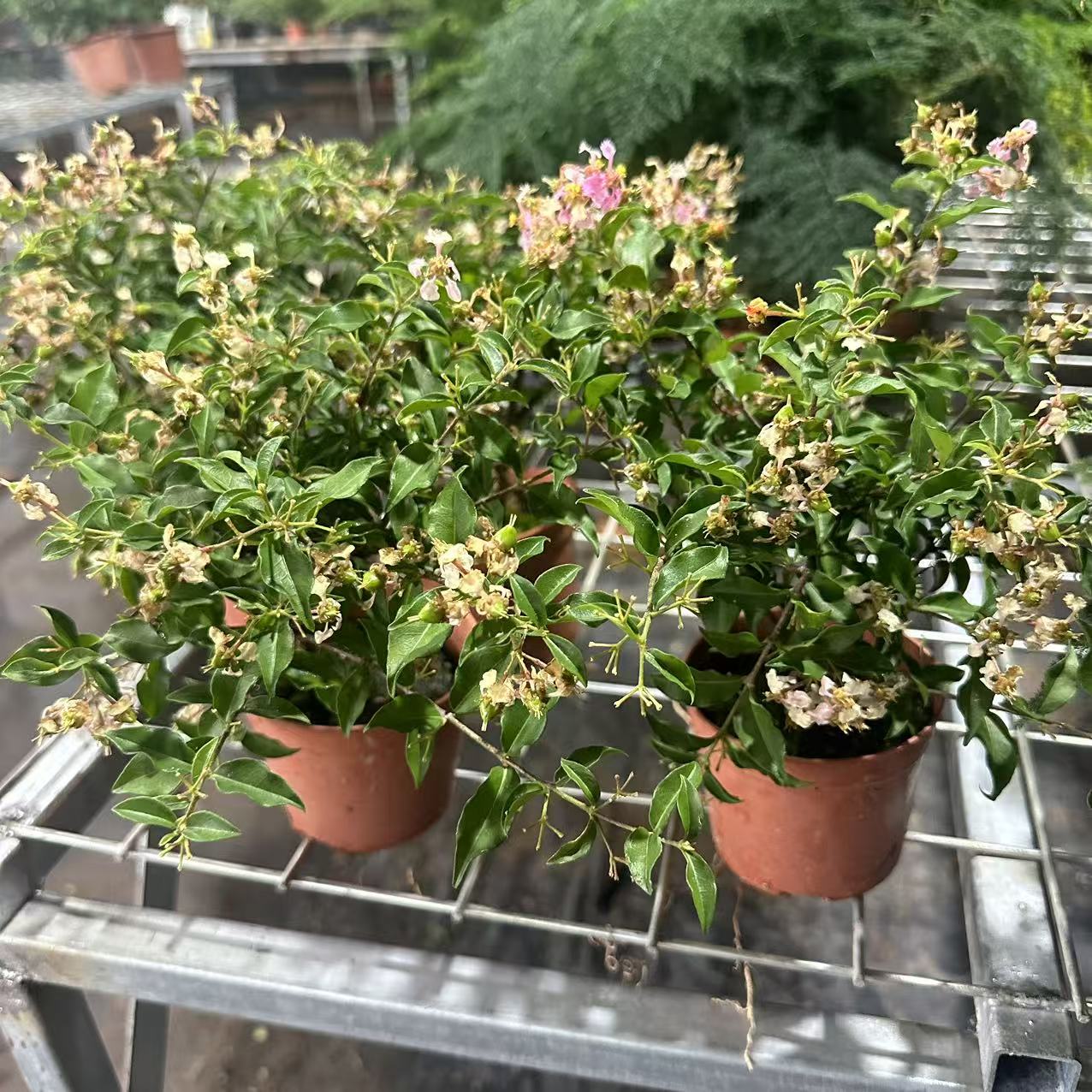 精品小老桩李氏樱花盆景盆栽喜光喜水花期长好养