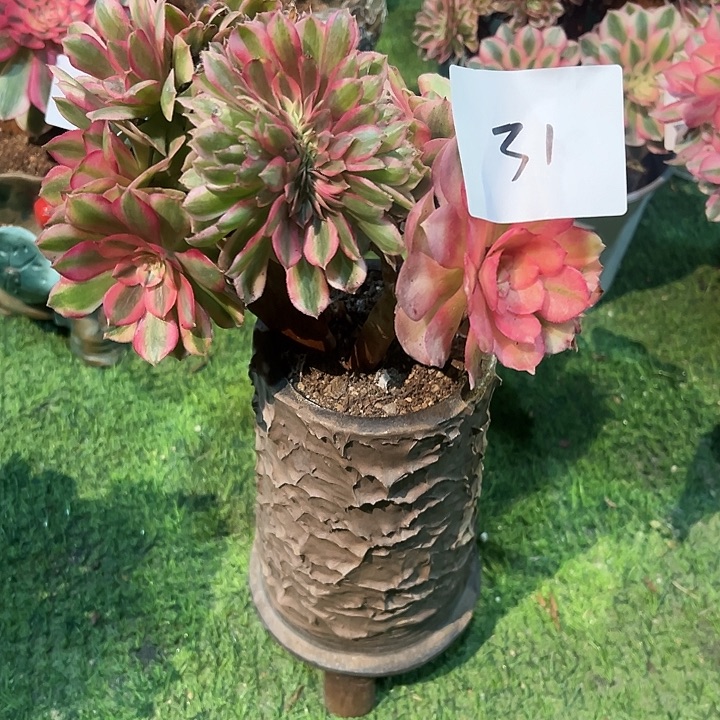 美****31倾城缀化法师一颗