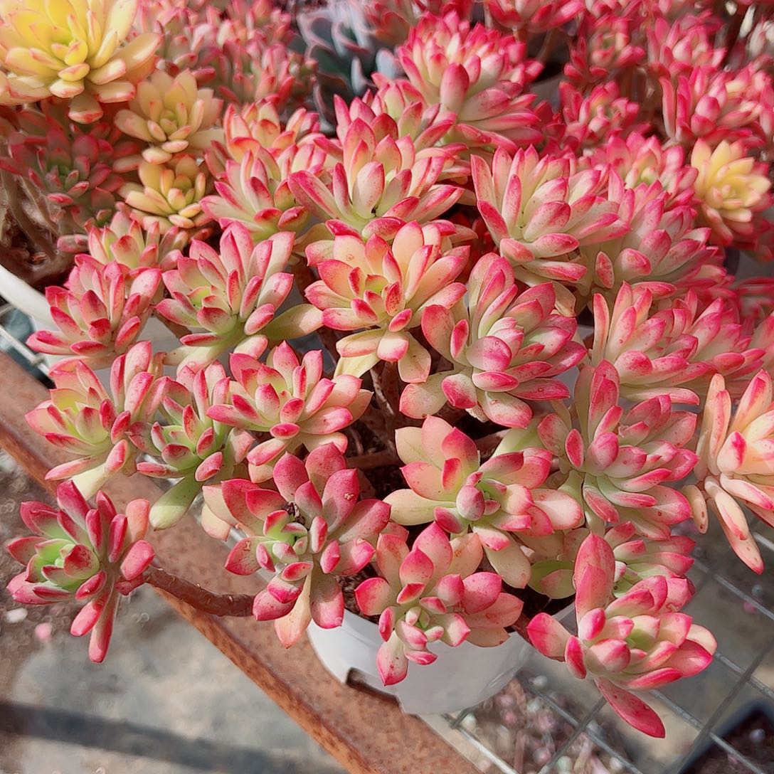 七彩云南叮当锦多头造型精品