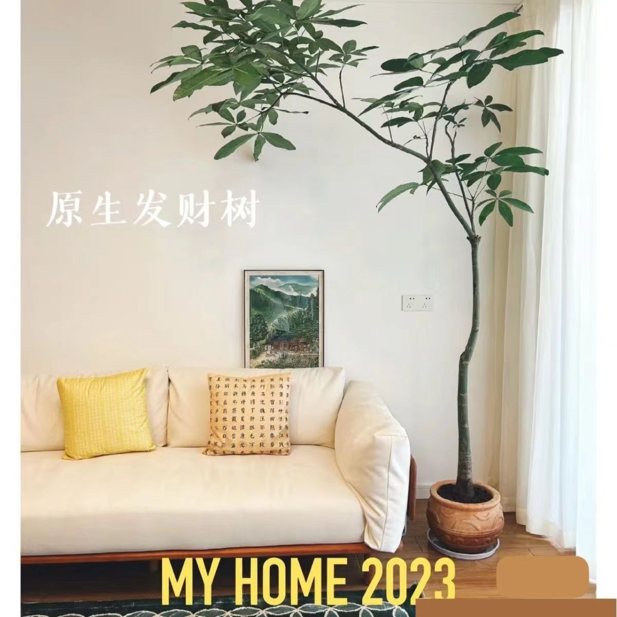 原生发财树飘枝盆栽八方来财造型款室内大型植物四季常青净化空气