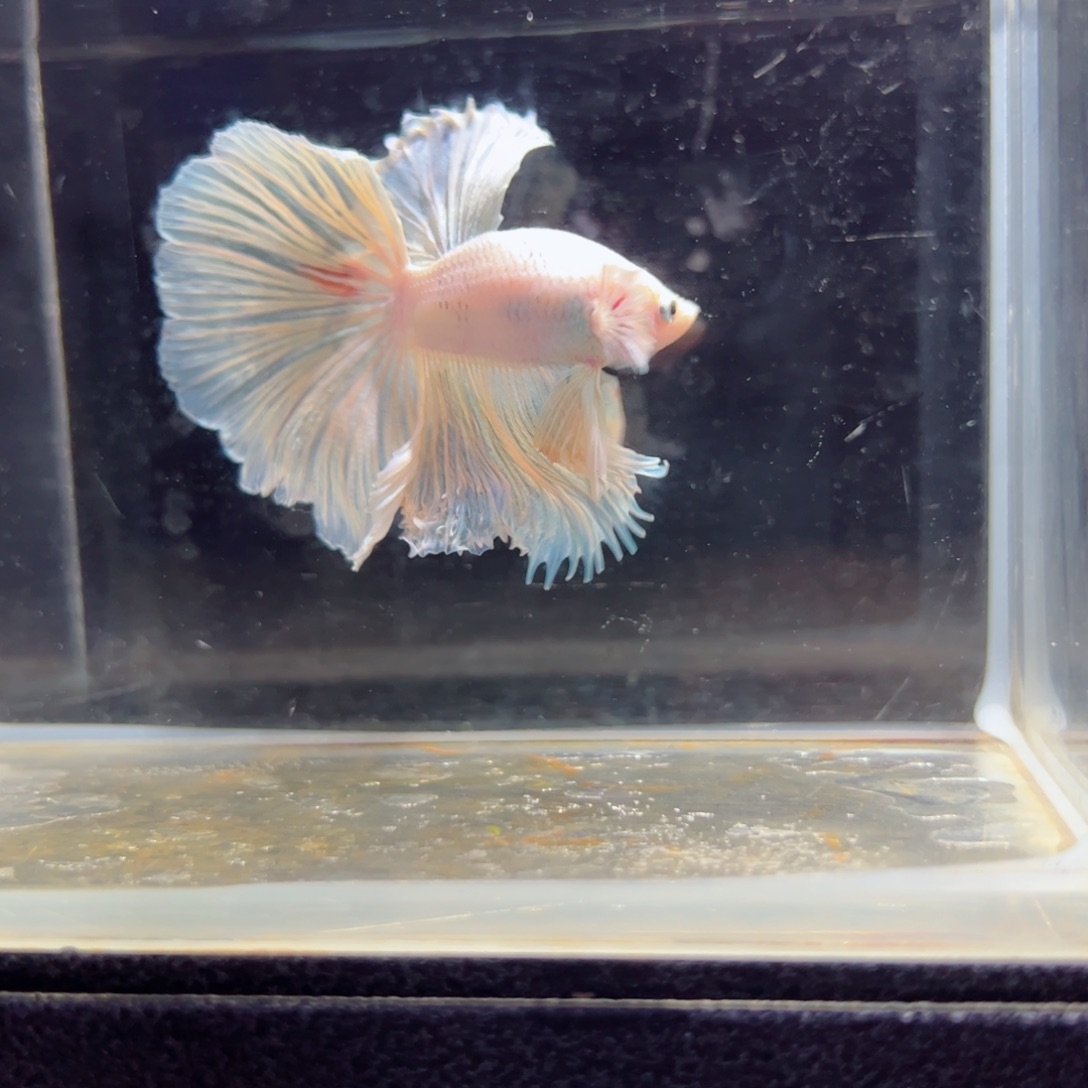 斗鱼浅色特殊尾hhhh