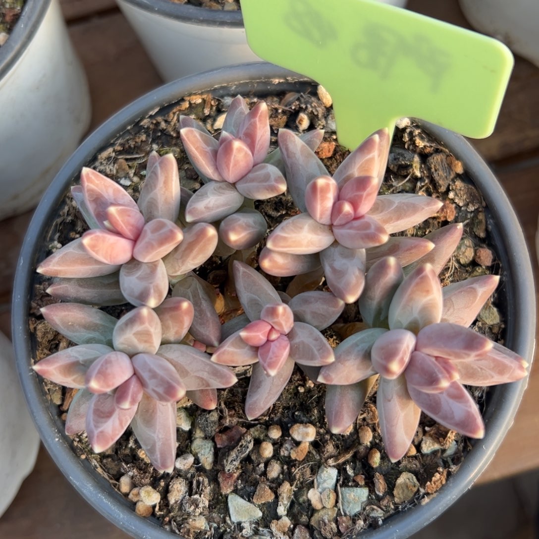 凤羽111111111111111