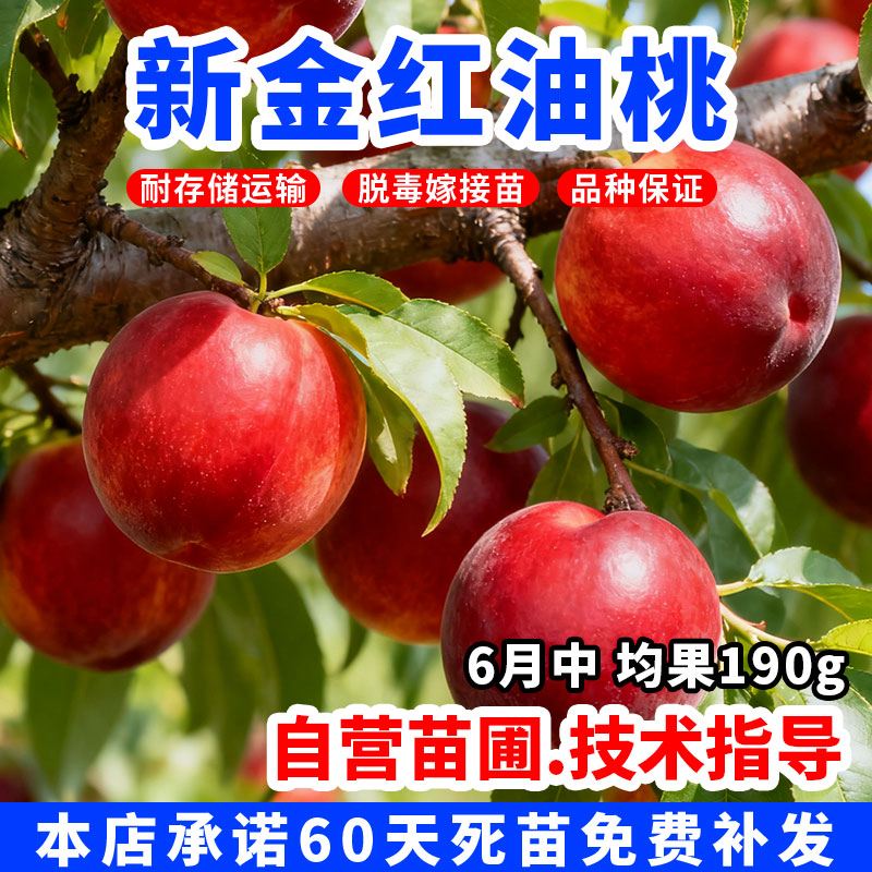  6月嫁接新金红油桃树苗大果中油黄金油桃苗脆甜盆地栽南北方种植