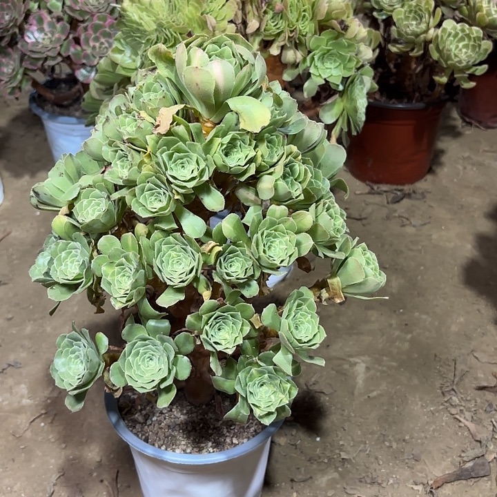 多肉植物翡翠琉璃34 