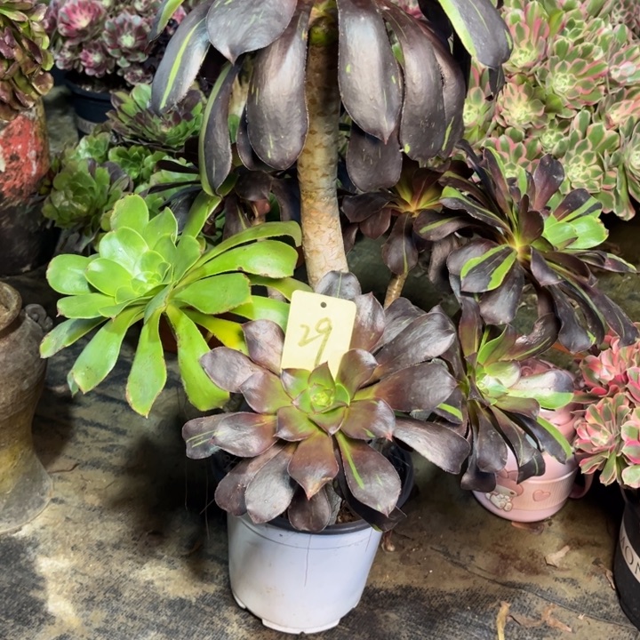 半***过29花斑路多肉一物一拍