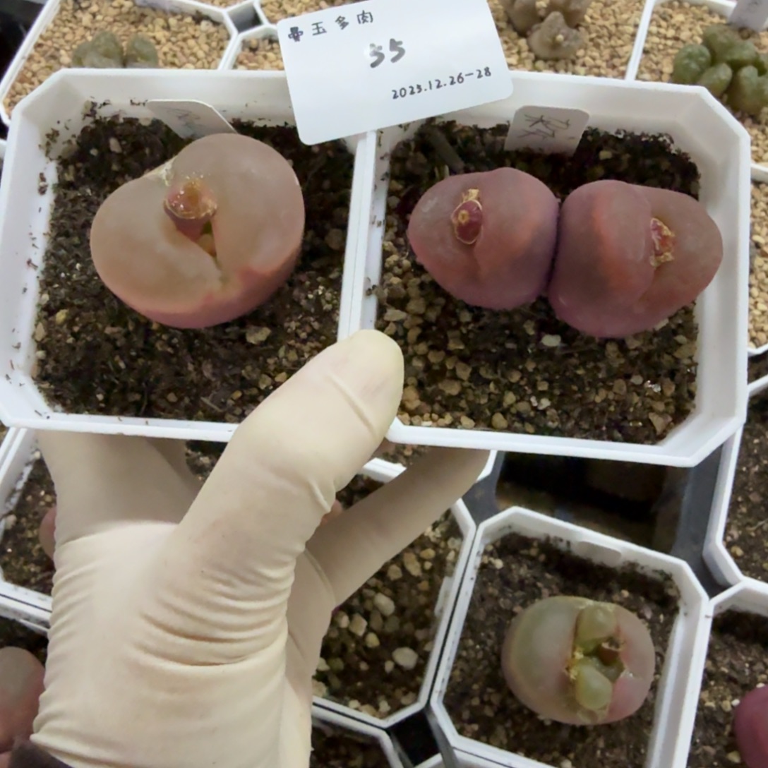 卷****多肉多肉多肉12-055 1804