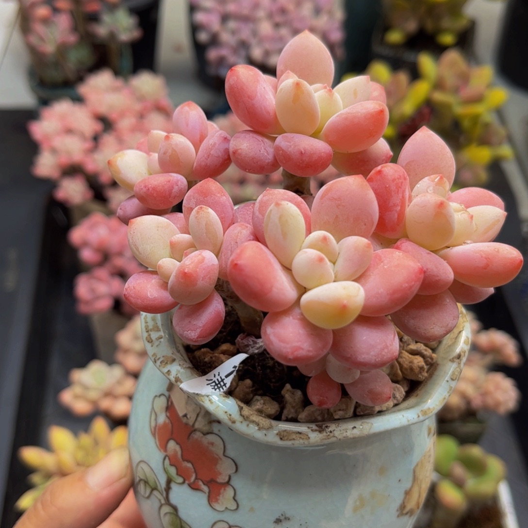 754樱花洛神8cm多肉