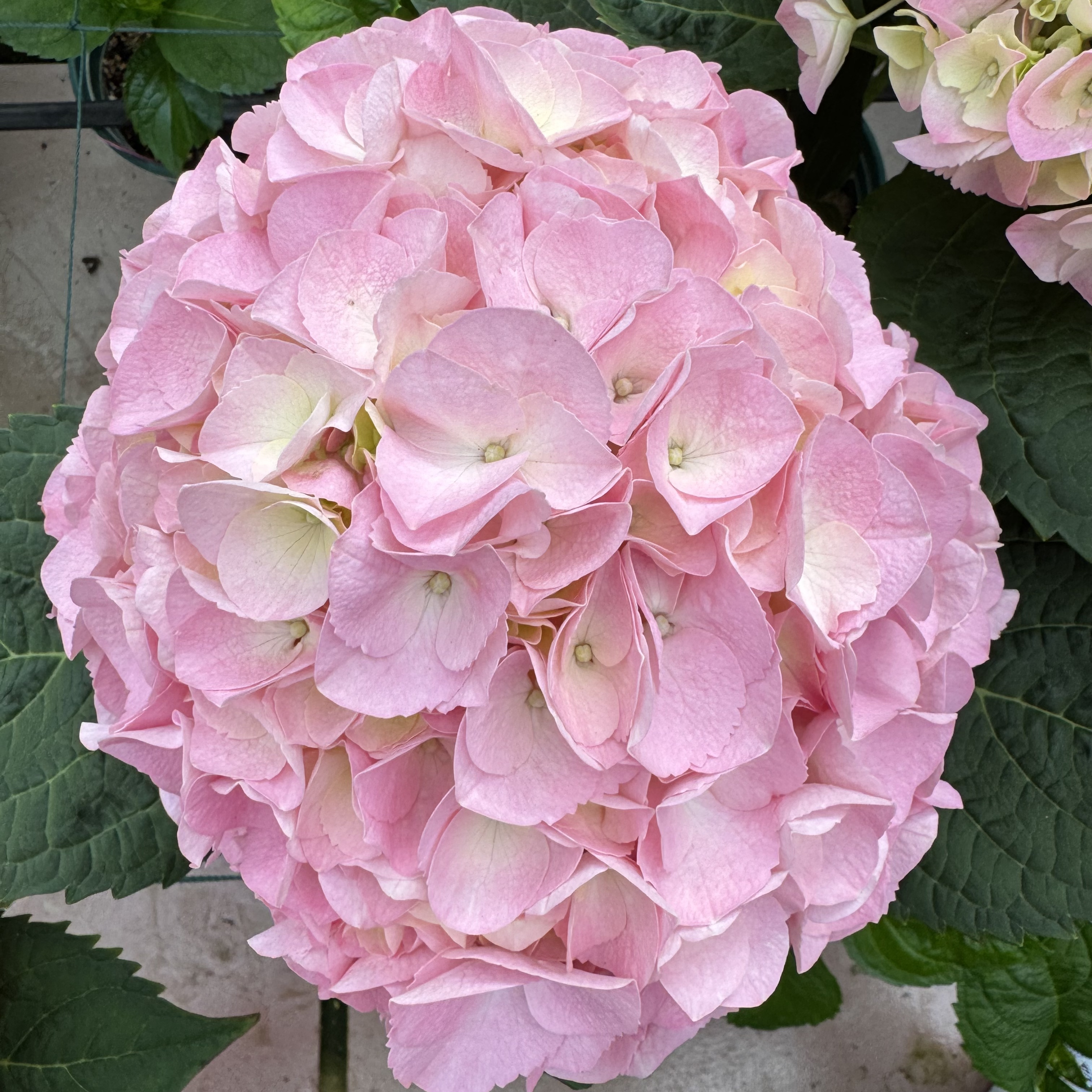 月下饮绣球鲜切花云南龙元缤纷育种基地直发顺丰