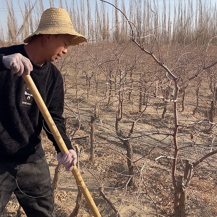 和田大枣七月鲜枣树小苗一棵