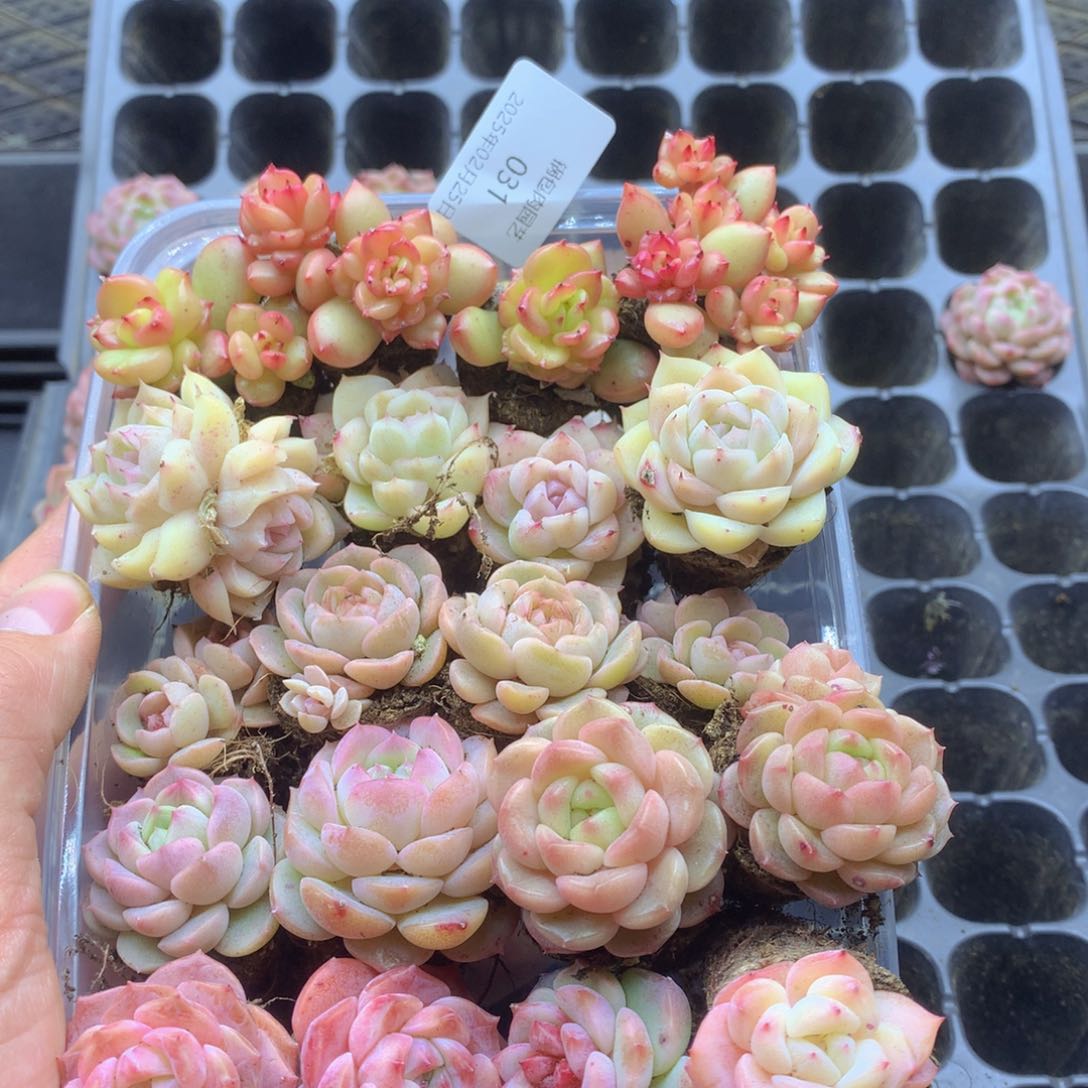 反反复复还是很开心的031