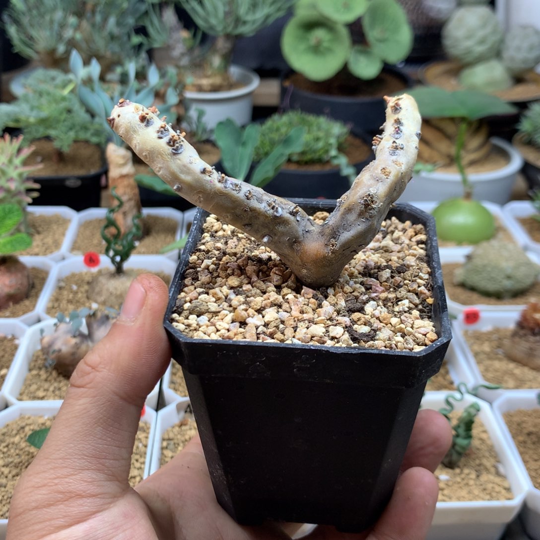 S***默生桩黑皮月界脱土