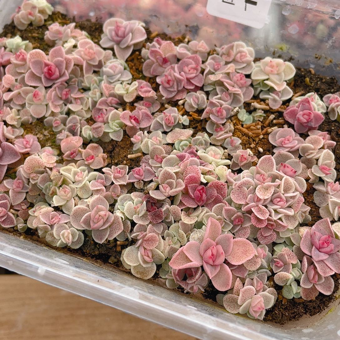 轻***扬多肉植物多肉植物1186