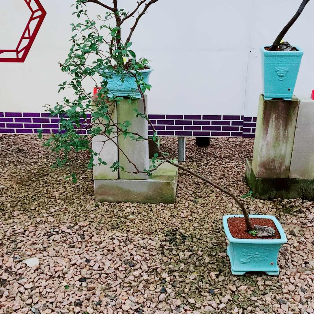 海岛栀子花一物一拍