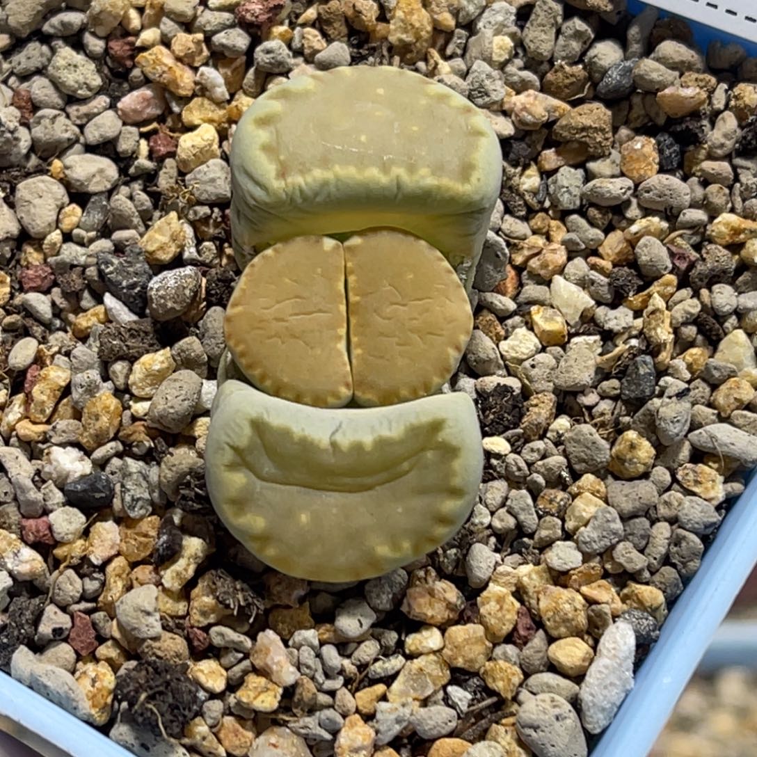 7415抹茶绿饼干1尺寸1.8